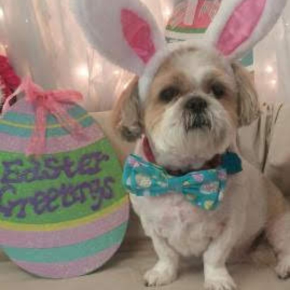 Meet your Posher, Sarah Elizabeth - Picture 3 of 5